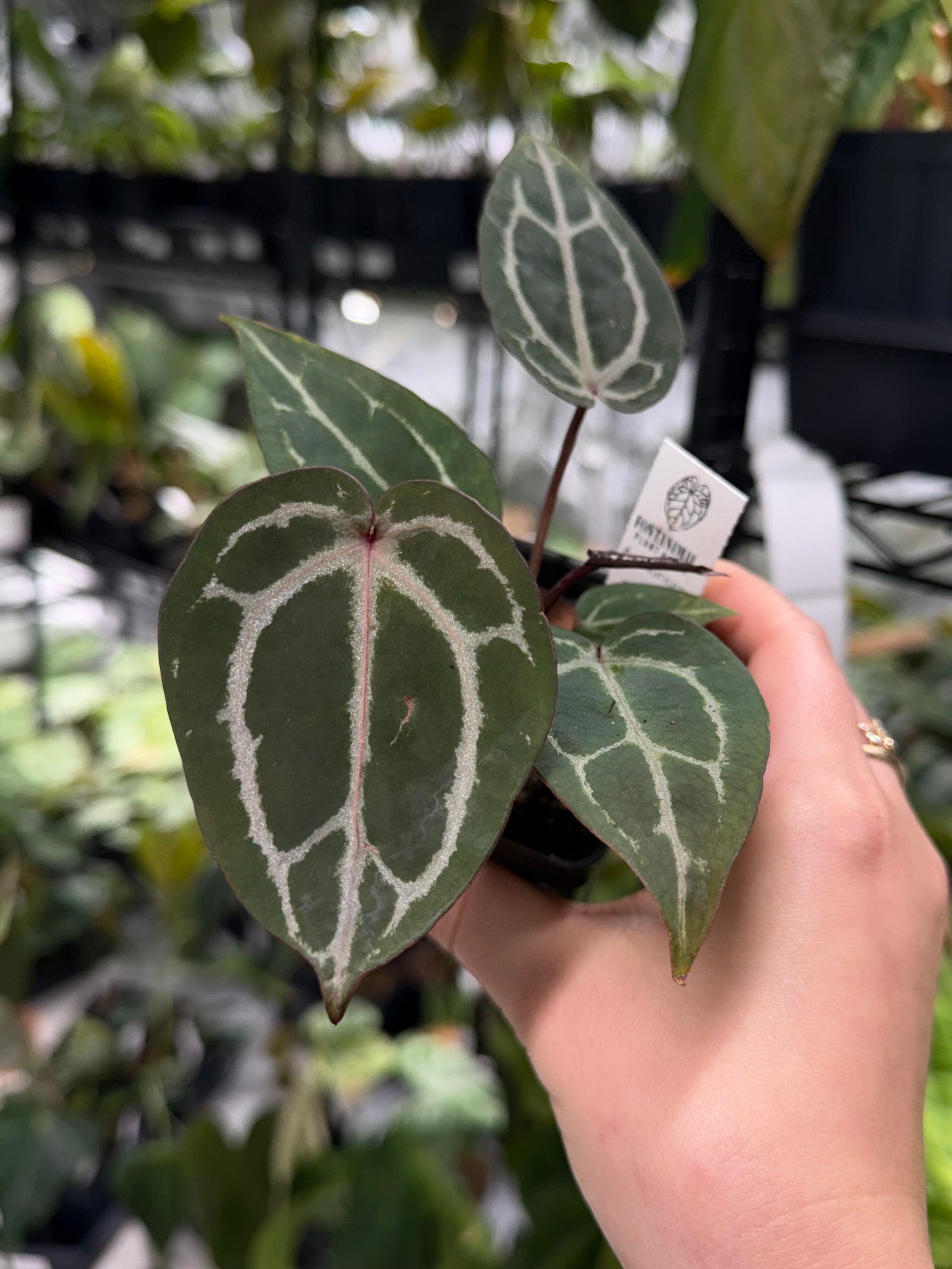 Deal of the Day: Anthurium Wonderboy X Wonderboy