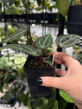 Load image into Gallery viewer, Deal of the Day: Anthurium Wonderboy X Wonderboy
