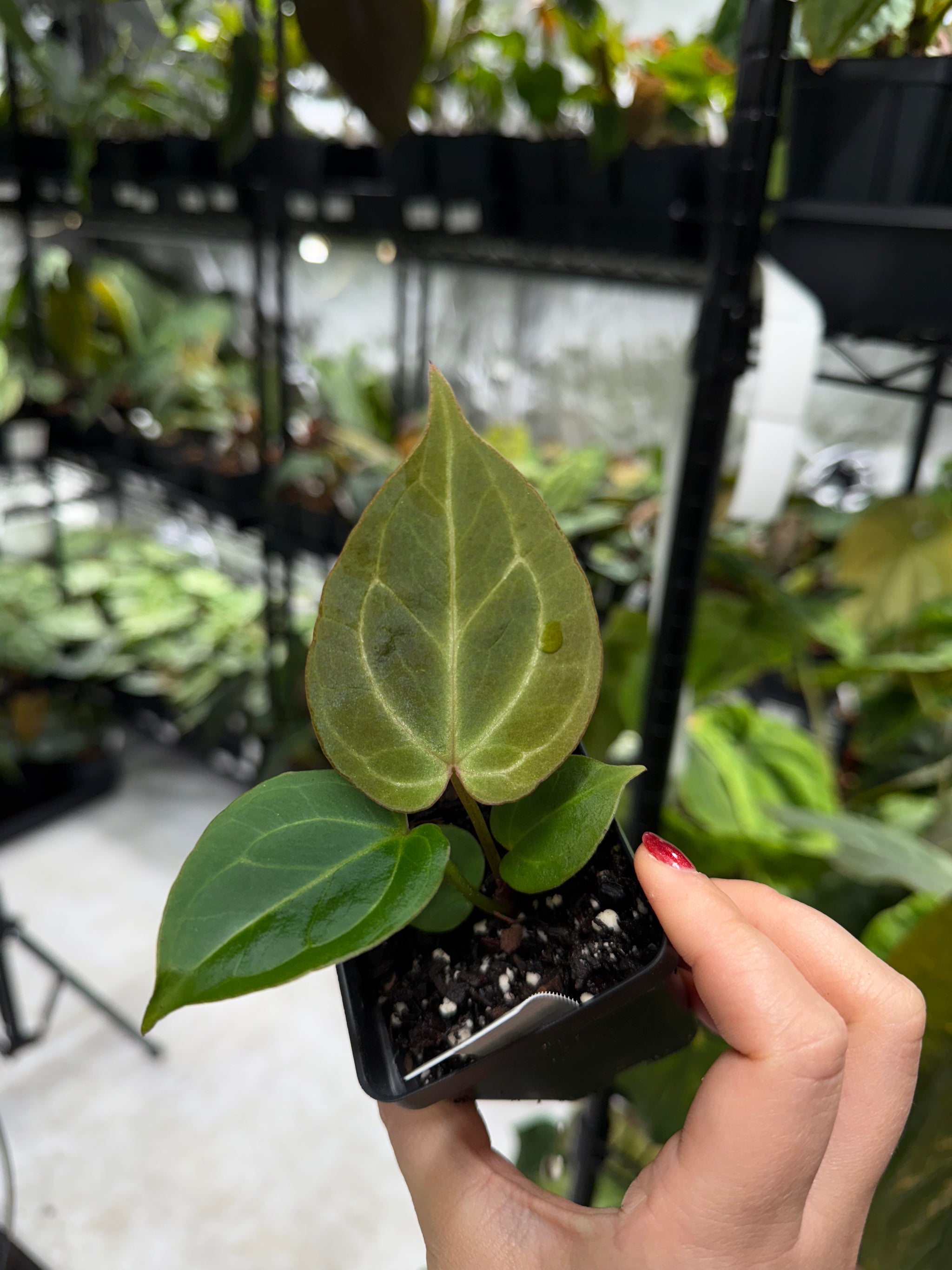 Deal of the Day: Anthurium King of Spades X Red Crystal