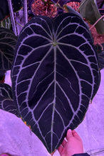 Load image into Gallery viewer, Anthurium (Pink Lemonade x Crystal) X Wonderboy B *Growers Choice*
