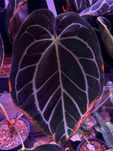 Load image into Gallery viewer, Anthurium Fort Sherman Papillimanium X Carlablackiae Ra#18 Seeds
