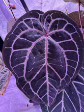 Load image into Gallery viewer, Anthurium Red Crystal Premium x Lavender Haze Seeds
