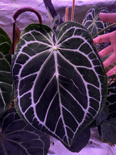 Load image into Gallery viewer, Anthurium Pink Lemonade/Crystallinum X Sp Black Panama Seeds
