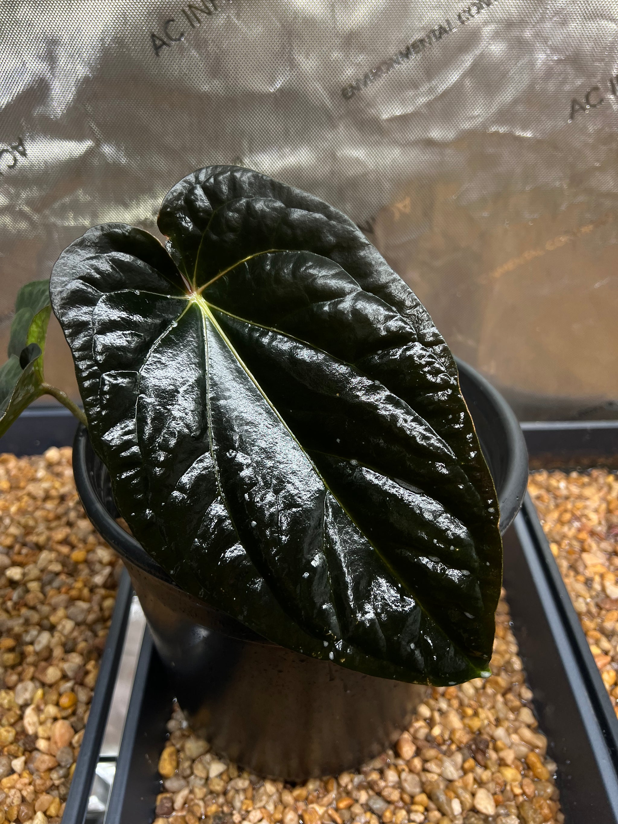 IMG_3274_2048x.heic?v=1738356987