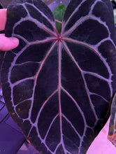 Load image into Gallery viewer, Deal of the Day: Anthurium Wonderboy X Wonderboy
