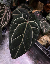 Load image into Gallery viewer, Deal of the Day: Anthurium Wonderboy X Wonderboy
