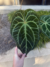 Load image into Gallery viewer, Magnificum &#39;Fontanianium&#39; silver self  (3 seeds) germinating
