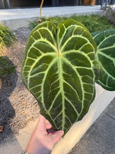 Load image into Gallery viewer, Magnificum &#39;Fontanianium&#39; silver self  (3 seeds) germinating
