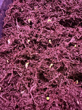 Load image into Gallery viewer, Magnificum &#39;Fontanianium&#39; silver self  (3 seeds) germinating
