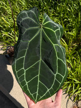 Load image into Gallery viewer, Anthurium Crystallinum *Growers Choice*
