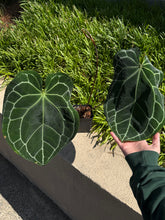 Load image into Gallery viewer, Anthurium Crystallinum *Growers Choice*
