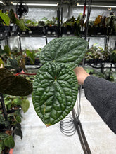 Load image into Gallery viewer, Anthurium Luxurians *Growers Choice*

