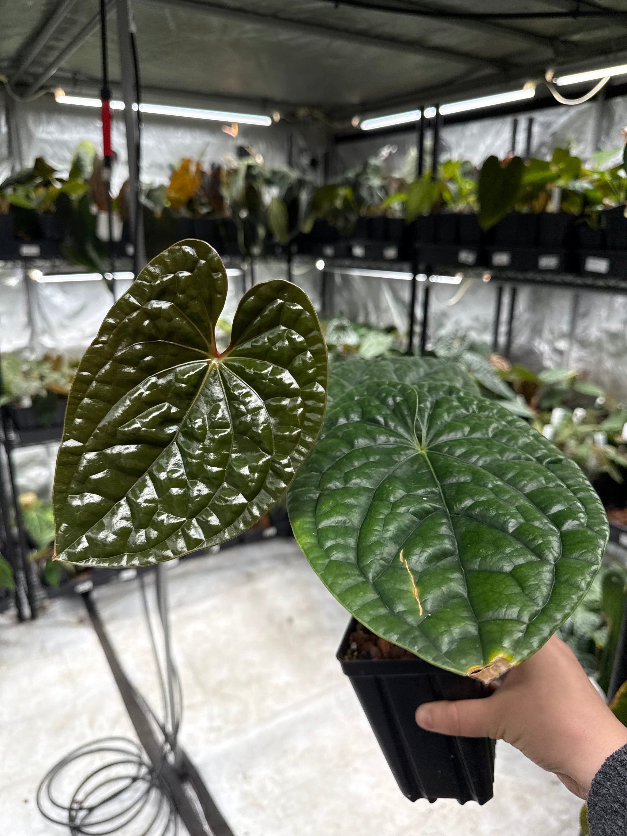 Anthurium Luxurians *Growers Choice* – Fontanimal Plant House