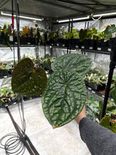 Load image into Gallery viewer, Anthurium Luxurians *Growers Choice*
