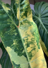 Load image into Gallery viewer, Philodendron Variegated Billietiae Tissue culture (Growers Choice )
