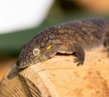 Load image into Gallery viewer, Eurydactylodes Agricolae Breeding Pair (1.1 Unrelated)
