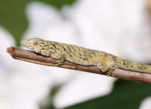 Load image into Gallery viewer, Eurydactylodes villiardi Breeding Pair (1.1 Unrelated)
