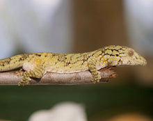 Load image into Gallery viewer, EURYDACTYLODES WHOLESALE (10 PACK) MIXED SPECIES
