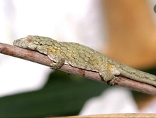 Load image into Gallery viewer, EURYDACTYLODES WHOLESALE (10 PACK) MIXED SPECIES
