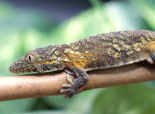 Load image into Gallery viewer, Eurydactylodes Agricolae Breeding Pair (1.1 Unrelated)
