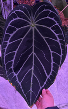 Load image into Gallery viewer, Deal of the Day: Anthurium (Pink Lemonade x Crystal) x Sp. Black Panama
