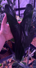 Load image into Gallery viewer, Deal of the Day: Anthurium (Pink Lemonade x Crystal) x Sp. Black Panama
