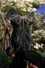 Load image into Gallery viewer, Anthurium Fort Sherman Papillimanium X Carlablackiae Ra#18 Seeds
