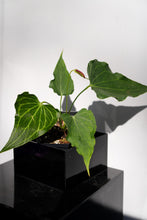 Load image into Gallery viewer, Anthurium Delta Force *Growers Choice*

