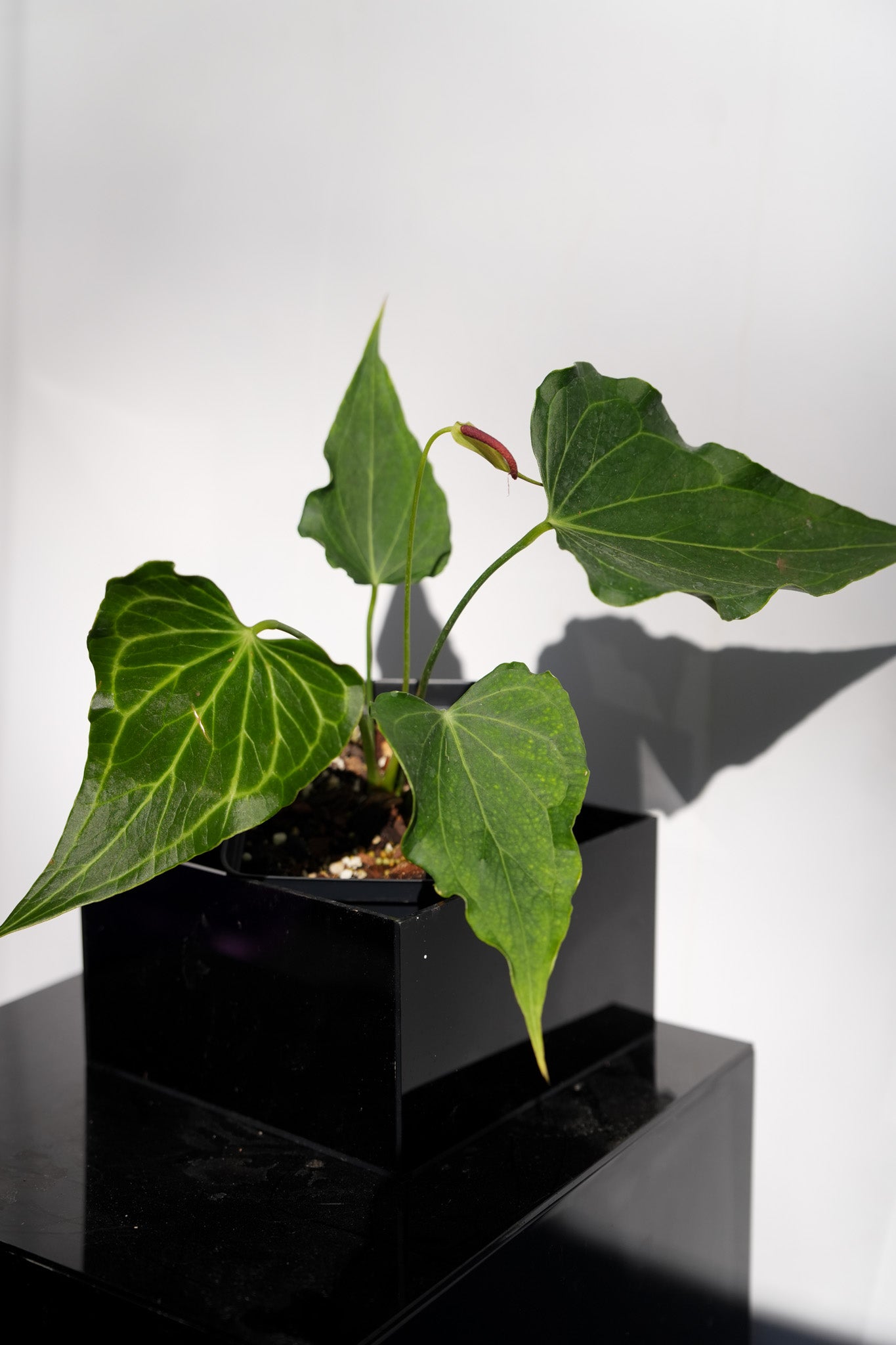 anthurium gigi dreams Anthurium (Dorayaki x Red Crystalinum) x Angel Dreams – Greenspaces.id main image 0