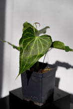 Load image into Gallery viewer, Anthurium Delta Force *Growers Choice*

