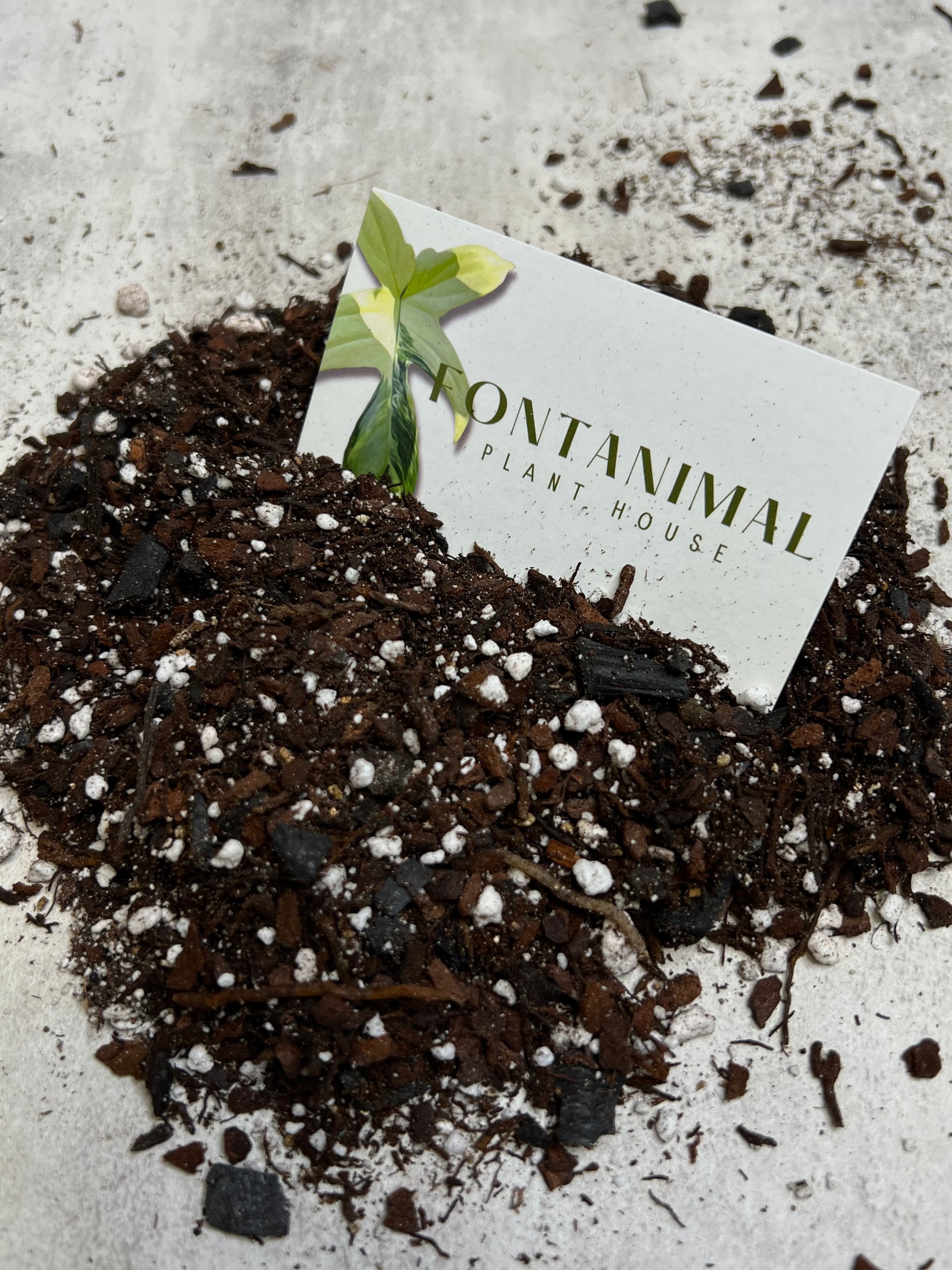 Anthurium Seedling Mix