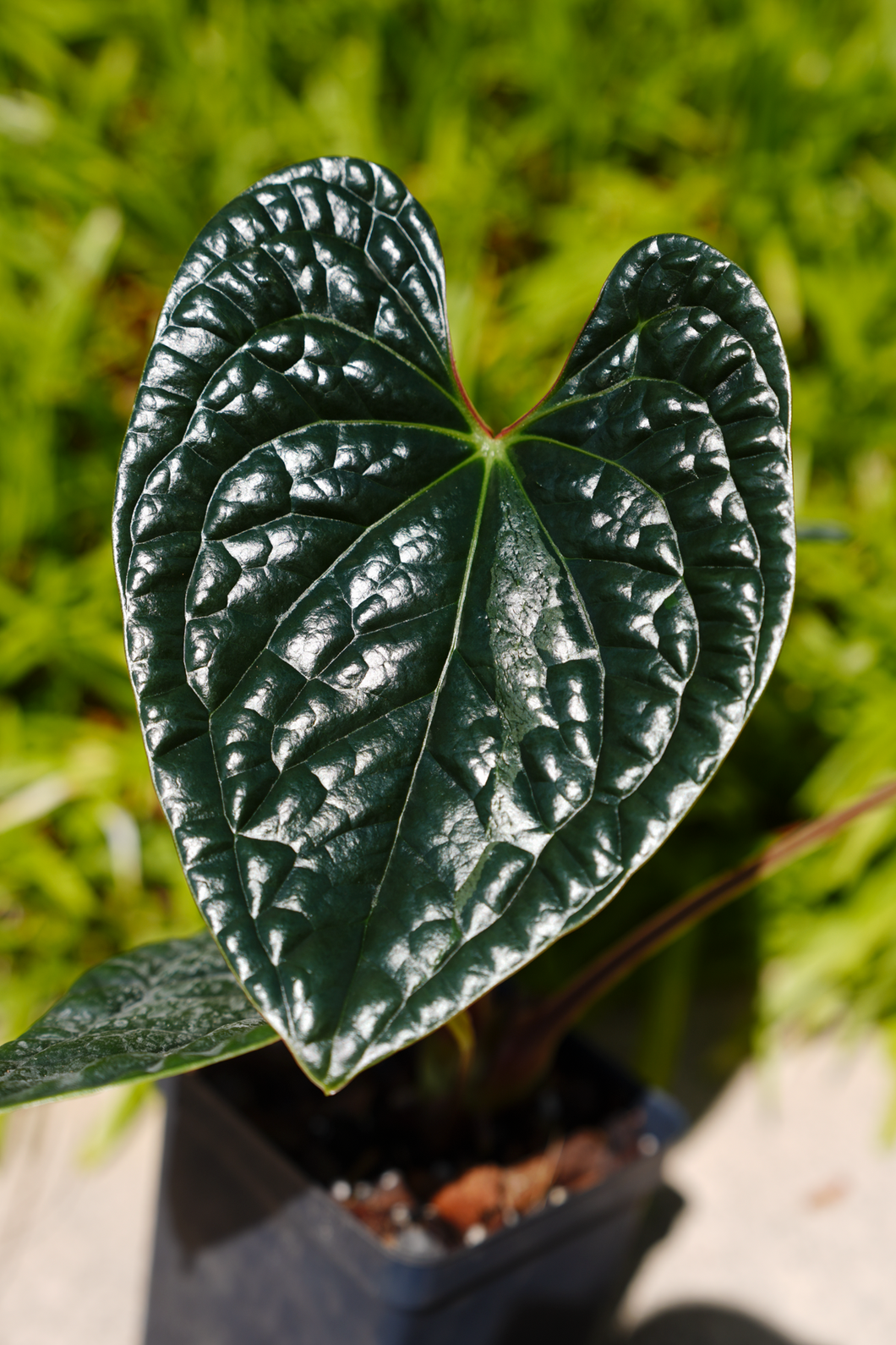 Anthurium Luxurians *Growers Choice* – Fontanimal Plant House