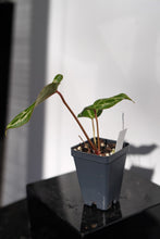 Load image into Gallery viewer, Anthurium (Pink Lemonade x Crystal) X Wonderboy B *Growers Choice*
