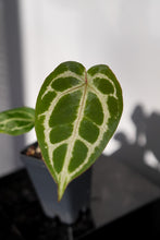 Load image into Gallery viewer, Anthurium (Pink Lemonade x Crystal) X Wonderboy B *Growers Choice*
