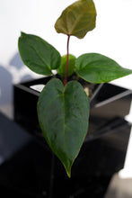 Load image into Gallery viewer, Deal of the Day: Anthurium (Pink Lemonade x Crystal) x Sp. Black Panama
