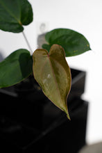 Load image into Gallery viewer, Deal of the Day: Anthurium (Pink Lemonade x Crystal) x Sp. Black Panama

