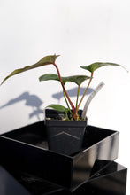 Load image into Gallery viewer, Deal of the Day: Anthurium (Pink Lemonade x Crystal) x Sp. Black Panama
