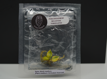 Load image into Gallery viewer, Philodendron Variegated Billietiae Tissue culture (Growers Choice )
