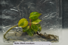 Load image into Gallery viewer, Philodendron Variegated Billietiae Tissue culture (Growers Choice )
