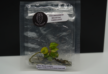 Load image into Gallery viewer, Philodendron Variegated Billietiae Tissue culture (Growers Choice )
