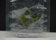 Load image into Gallery viewer, Anthurium Magnificum Variegated x Anthurium Papillilaminum Variegated (1 item/bag) Tissue Culture Gowers Choice
