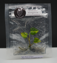 Load image into Gallery viewer, Anthurium Magnificum Variegated x Anthurium Papillilaminum Variegated (1 item/bag) Tissue Culture Gowers Choice
