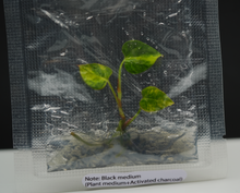 Load image into Gallery viewer, Anthurium Magnificum Variegated x Anthurium Papillilaminum Variegated (1 item/bag) Tissue Culture Gowers Choice
