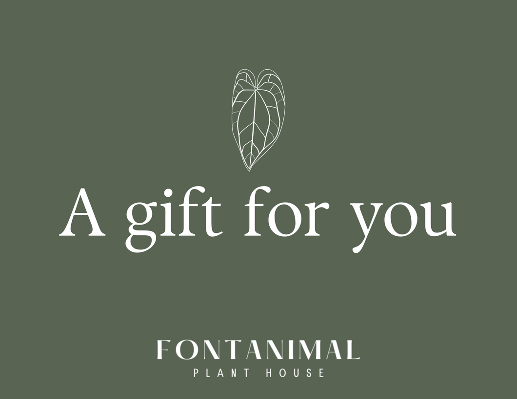 house plant gift card Fontanimal Plant House Gift Card